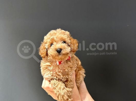 Kilo Ve Sağlık Garantili Aşılı Toy Benekler görsel