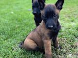 KUZEYPUPPİESTEN  MALİNOİS YAVRULARI
