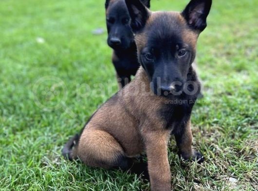 Kuzeypuppi̇esten  Mali̇noi̇s Yavrulari