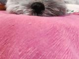 Safkan Dişi Shih Tzu Evayı Sahiplendiriyorum