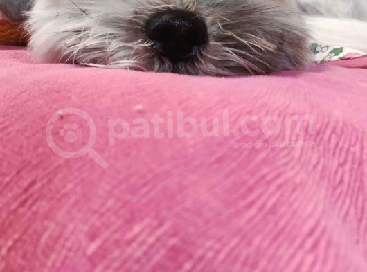 Safkan Dişi Shih Tzu Evayı Sahiplendiriyorum