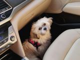 Safkan Dişi Shih Tzu Evayı Sahiplendiriyorum