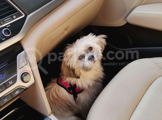 Safkan Dişi Shih Tzu Evayı Sahiplendiriyorum görsel