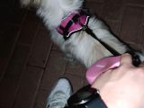 Safkan Dişi Shih Tzu Evayı Sahiplendiriyorum