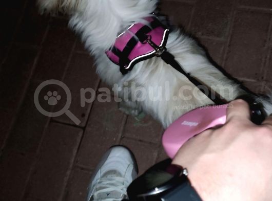 Safkan Dişi Shih Tzu Evayı Sahiplendiriyorum görsel