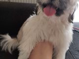 Safkan Dişi Shih Tzu Evayı Sahiplendiriyorum