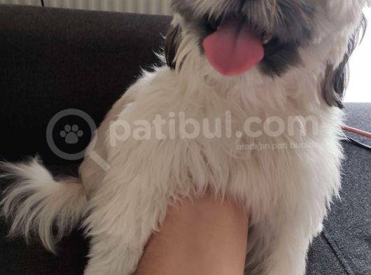 Safkan Dişi Shih Tzu Evayı Sahiplendiriyorum görsel