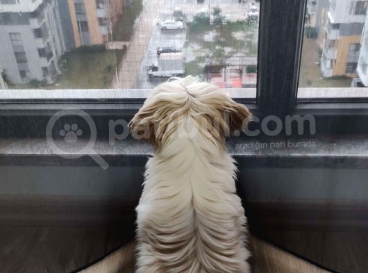 Safkan Dişi Shih Tzu Evayı Sahiplendiriyorum görsel