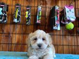 Taptatli Sevi̇mli̇ Maltipoo Bebekleri̇mi̇z