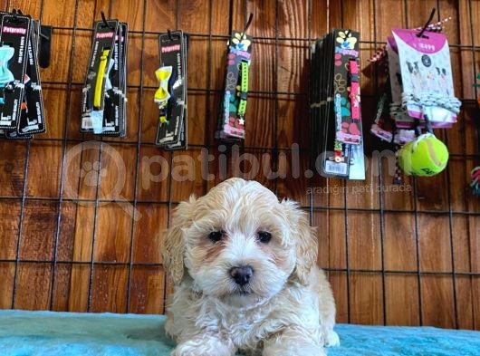 Taptatli Sevi̇mli̇ Maltipoo Bebekleri̇mi̇z görsel