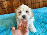 Taptatli Sevi̇mli̇ Maltipoo Bebekleri̇mi̇z