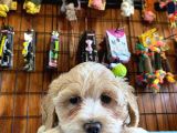 Taptatli Sevi̇mli̇ Maltipoo Bebekleri̇mi̇z