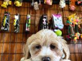Taptatli Sevi̇mli̇ Maltipoo Bebekleri̇mi̇z