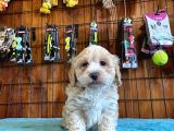 Taptatli Sevi̇mli̇ Maltipoo Bebekleri̇mi̇z
