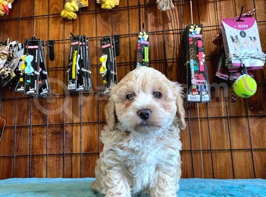 Taptatli Sevi̇mli̇ Maltipoo Bebekleri̇mi̇z görsel