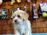 TAPTATLI SEVİMLİ MALTIPOO BEBEKLERİMİZ
