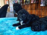 Özel renk siyah poodle yavrularımız