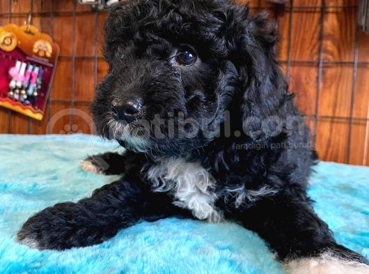 Özel Renk Siyah Poodle Yavrularımız görsel