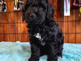Özel Renk Siyah Poodle Yavrularımız