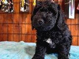 Özel Renk Siyah Poodle Yavrularımız