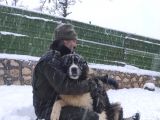 Dev İrk Nadi̇r Bulunan Si̇yah Kafkas Çoban Yavrulari̇