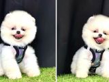Teddy Bear Pomeranian Boo
