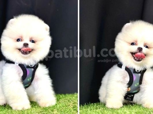 Teddy Bear Pomeranian Boo görsel