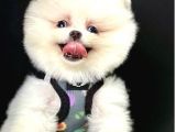 Teddy Bear Pomeranian Boo