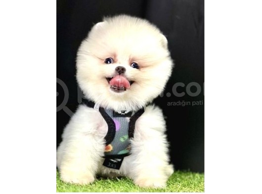 Teddy Bear Pomeranian Boo görsel