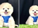 Teddy Bear Pomeranian Boo