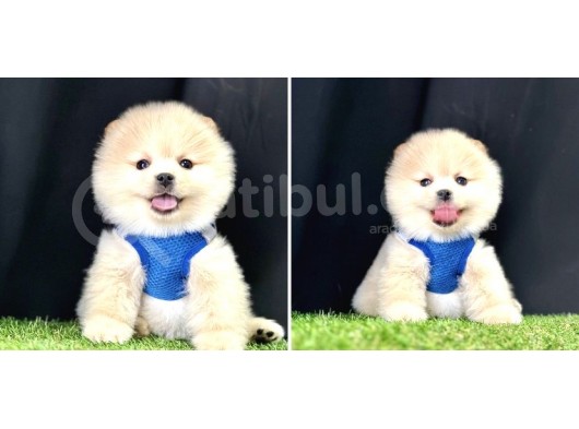 Teddy Bear Pomeranian Boo görsel