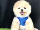 Teddy Bear Pomeranian Boo