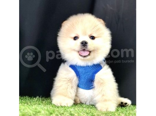 Teddy Bear Pomeranian Boo görsel