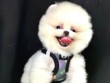 Teddy bear pomeranian boo