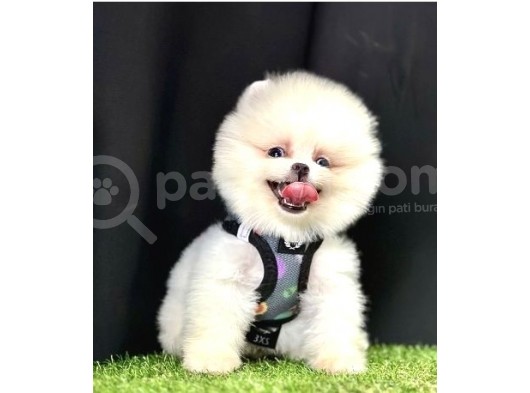 Teddy Bear Pomeranian Boo