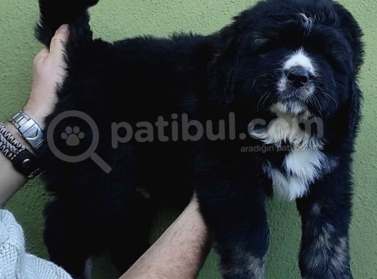 Dev İrk Nadi̇r Bulunan Si̇yah Kafkas Çoban Yavrulari̇ görsel