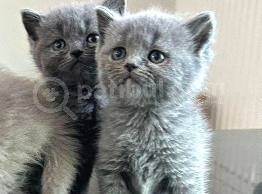 45 Günlük Safkan  Scotti̇sh Fold Yavrularimiz görsel