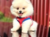 FENOMEN POMERANİAN BOO DİŞİ YAVRU