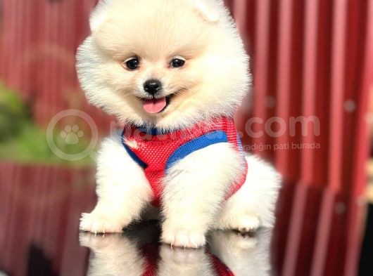 Fenomen Pomerani̇an Boo Di̇şi̇ Yavru