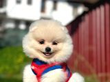 Fenomen Pomerani̇an Boo Di̇şi̇ Yavru