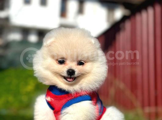 Fenomen Pomerani̇an Boo Di̇şi̇ Yavru görsel