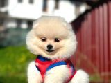 Fenomen Pomerani̇an Boo Di̇şi̇ Yavru