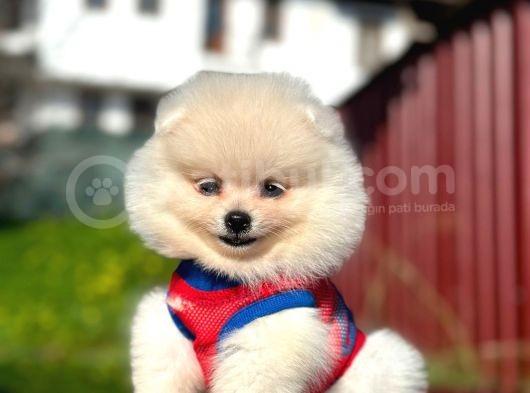 Fenomen Pomerani̇an Boo Di̇şi̇ Yavru görsel