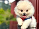 Fenomen Pomerani̇an Boo Di̇şi̇ Yavru