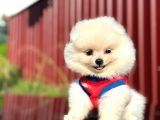 Fenomen Pomerani̇an Boo Di̇şi̇ Yavru