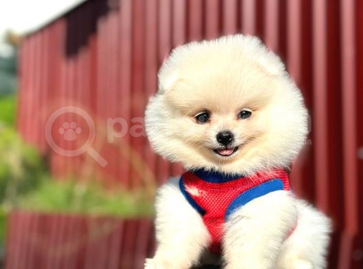 Fenomen Pomerani̇an Boo Di̇şi̇ Yavru görsel