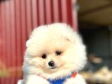 Scrli En Yakışıklı Pomeranian Boo Erkek Yavru