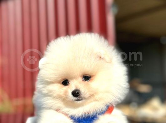 Scrli En Yakışıklı Pomeranian Boo Erkek Yavru görsel