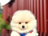 Scrli En Yakışıklı Pomeranian Boo Erkek Yavru