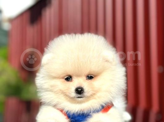 Scrli En Yakışıklı Pomeranian Boo Erkek Yavru görsel